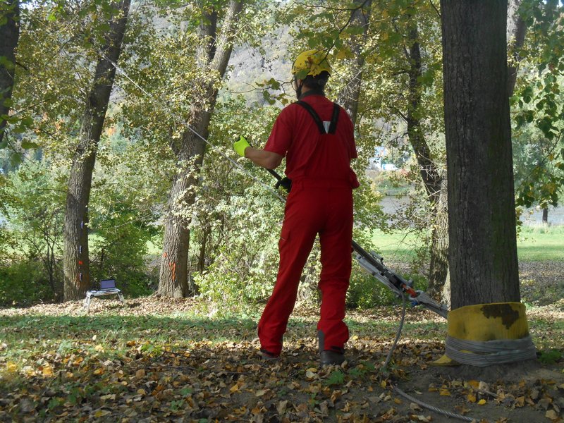 Arborista při práci v koruně stromu